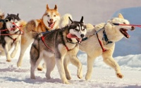 Follow the leader