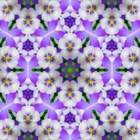Kaleidoscope of Violas