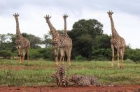 A Different Kind of Audience  -  Giraffes and Cheetahs