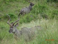 Hluhluwe Imfolozi game reserve South Africa