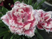 Franje Tulpen -- fringe Tulips   ----the End☺