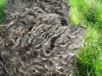 Sheep's fleece 3
