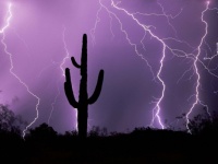 Cactus Silhouetted Against Lightning, Tucson, Arizona, USA