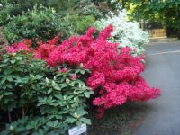 Azalea Walk in Hohenheim Exotischer Garten