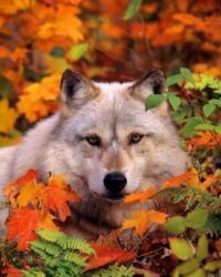 Autumn Wolf