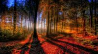 Sunlit autumn forest.