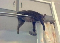 When Cats Sleep in the Silliest Places I always Laugh