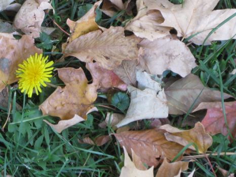 One confused dandelion, Oct. in MN.