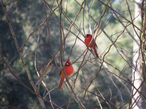 Cardinals in my back yard a couple of years ago - for Judy/Jals, pasta and firstdawn.