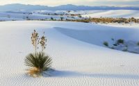 White-Sands desert - New Mexico