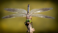 Today is National Dragonfly Day 🤎