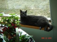 RC (Rita's Cat)