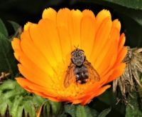 Flower and bee