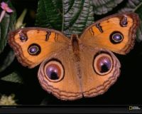 Winged Eyes