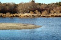 CanadaGeese6
