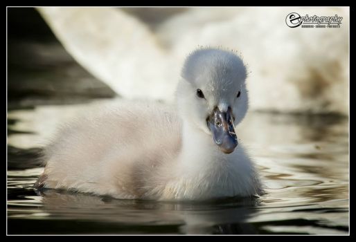 Adorable Swan Cygnet