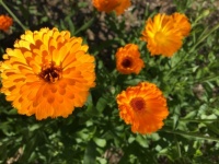 Calendula in the garden (closeup)