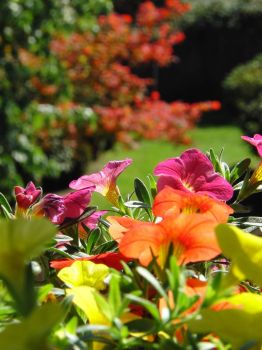 Summer Petunias meet Fall colors