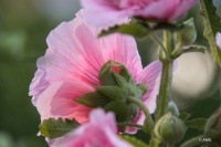 Hollyhock From The Back