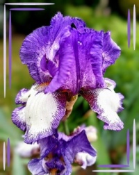 💜🌾 Irises 🌾💜