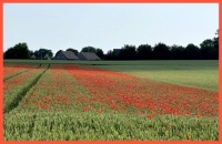 Poppies among the corn.  Klaprozen tussen het graan.