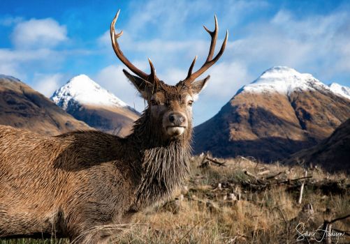 Highland Wildlife