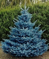 Colorado Blue ‘Baby Blue’  -  Spruce