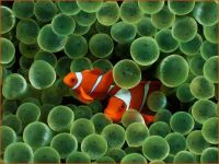 Clownfishes & Anemones