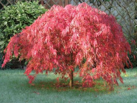 My beautiful acer changing colour