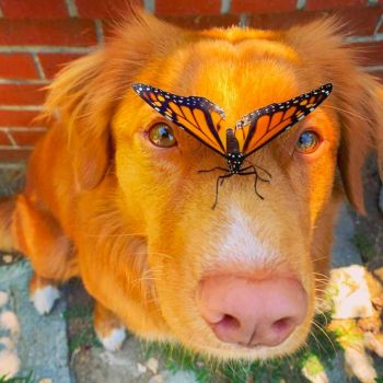 Butterfly puppy