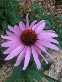 Purple Coneflower