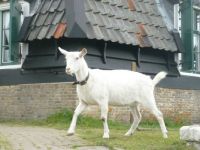 A resident goat, Kinderdijk, The Netherlands