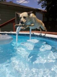 Roxy and Her Olympic Dive