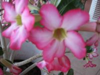 Japanese Cactus