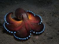 Blue Glowing Coconut Octopus