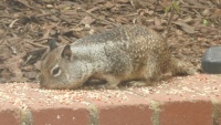 Furry Vacuum!