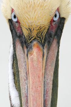 Brown Pelican by Greg Lavaty