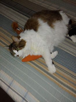 Lucy and the Carrot