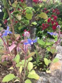 Cornish Flowers