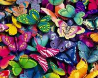 Butterflies of many Colors