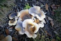 wild fungi