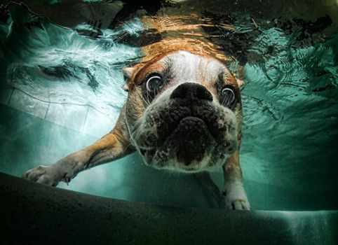 Underwater Bulldog