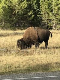 Bison in the Park