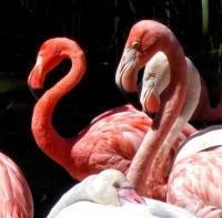 San Diego Zoo - Flamingos