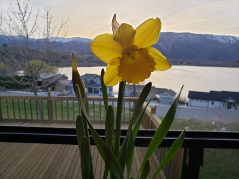 Daffodil at the Lake