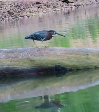 Green Heron