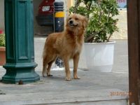 CROATIA STREET DOG