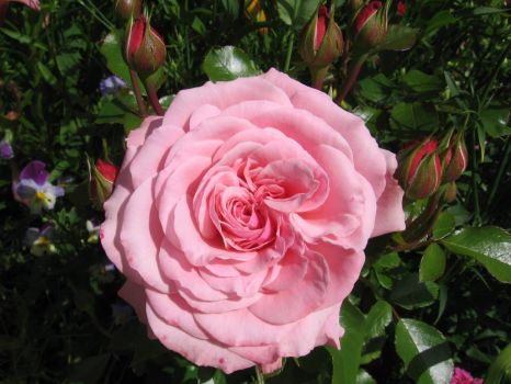lambert closse rose