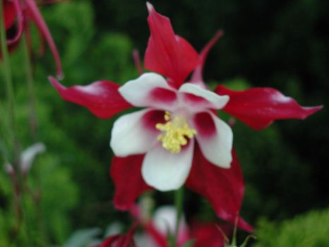 Red white flower