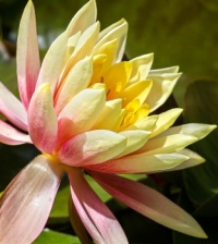 WATER LILY CLOSE UP